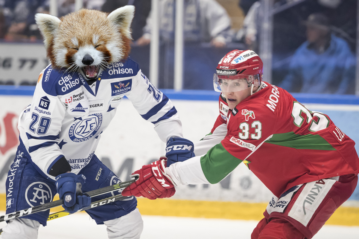 VIDEO: Leksands kvalspel i pandaversion